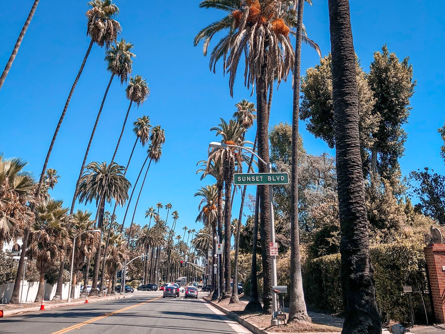Sunset Boulevard Palms