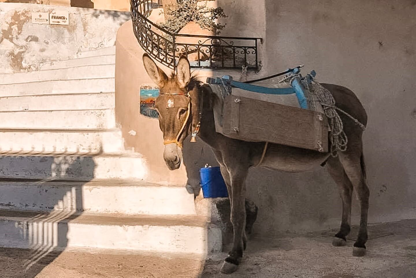 Santorini donkey 