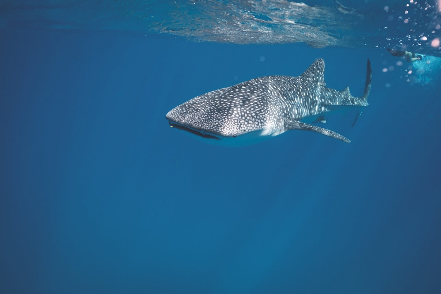 things to do in holbox whale sharks