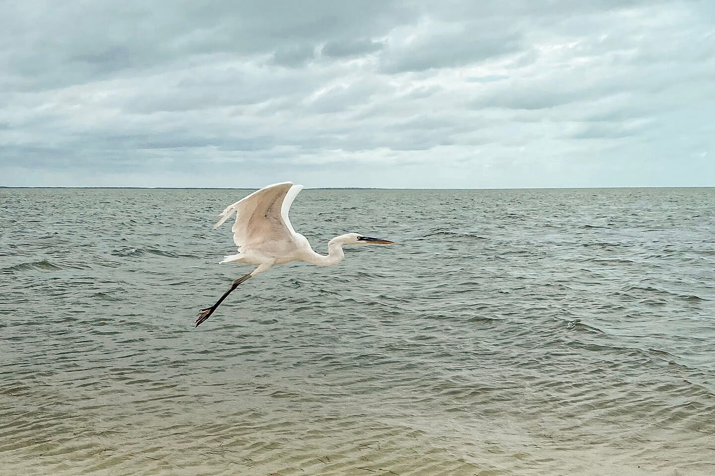 swan in mexico