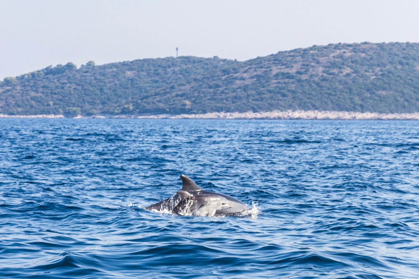 Dolphin in the adriatic sea
