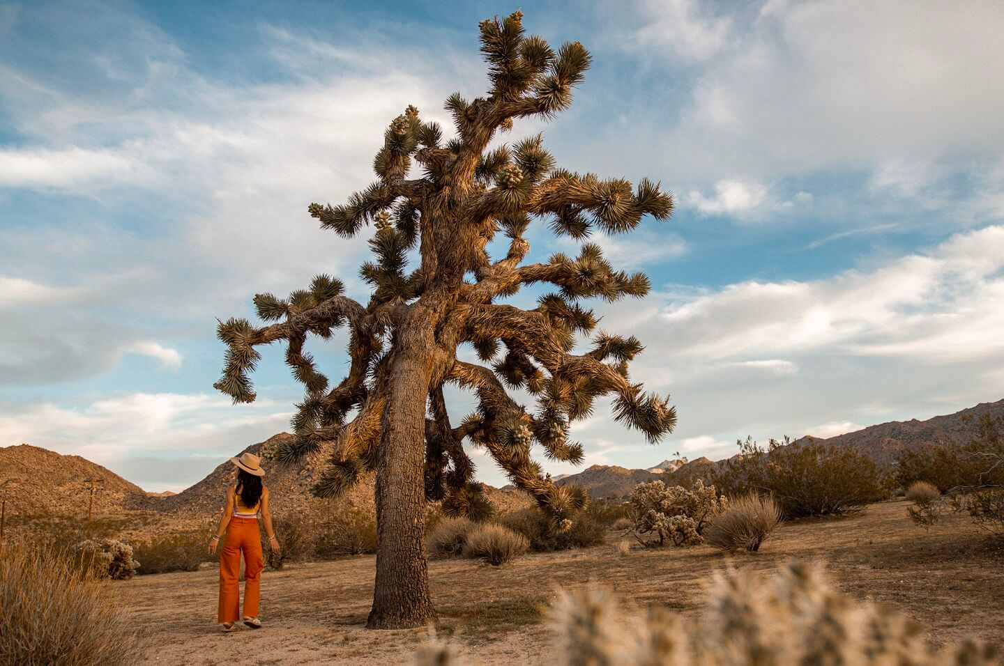 one_day_in_joshua_tree_2