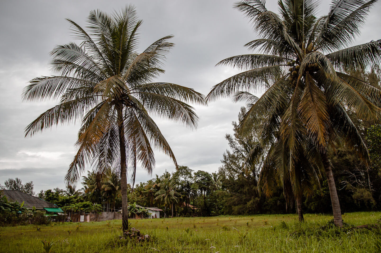Khao Lak Jungle Palms