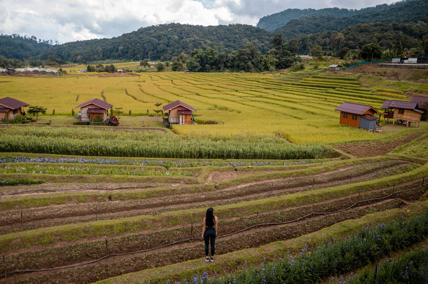 Stella standing within rice fields 3 days in Chiang Mai