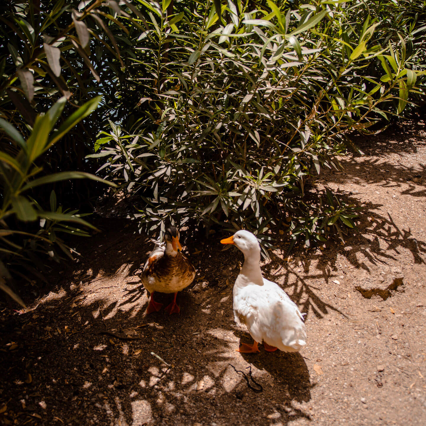 Ducks Greece