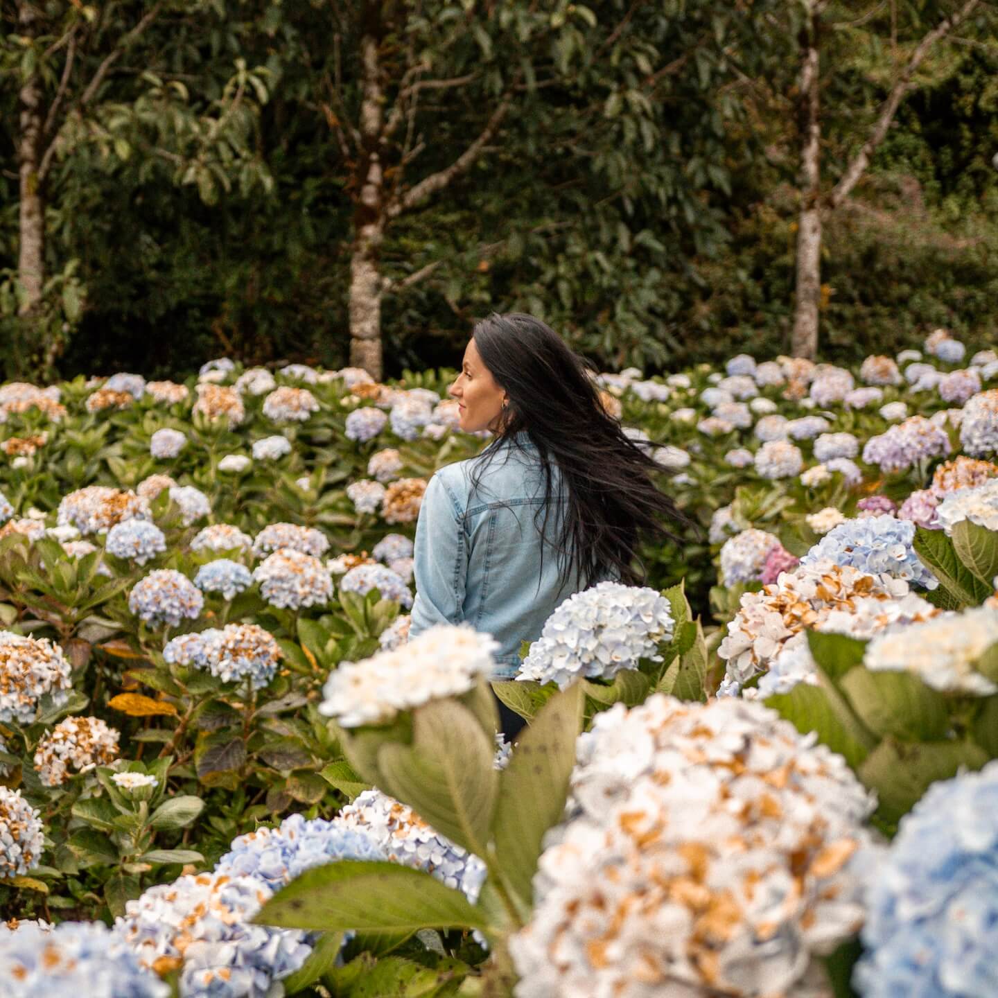 Stella between flowers at Doi Inthanon National Park