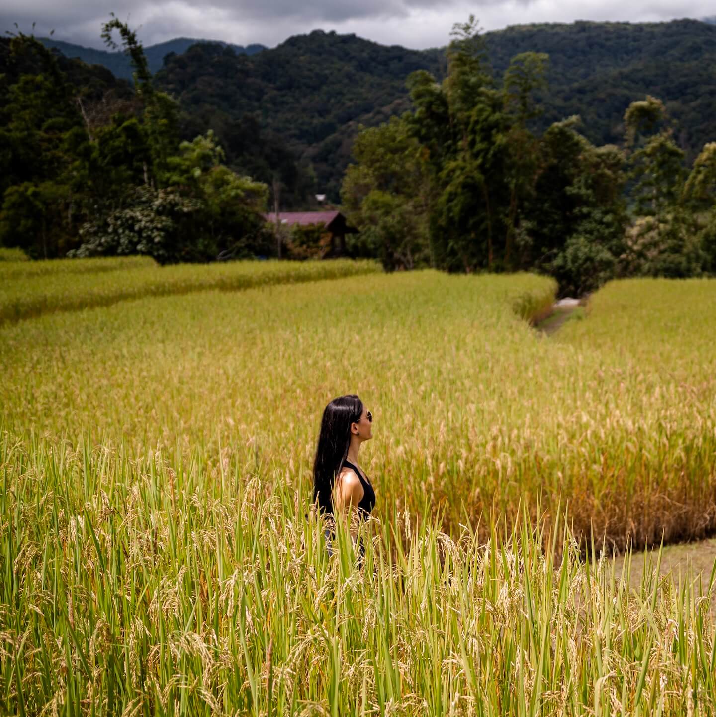 Rice fields Chiang Mai Thailand