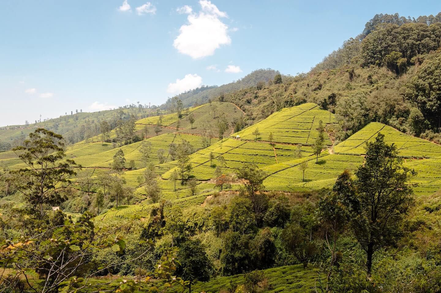 Tea Plantations Sri Lanka
