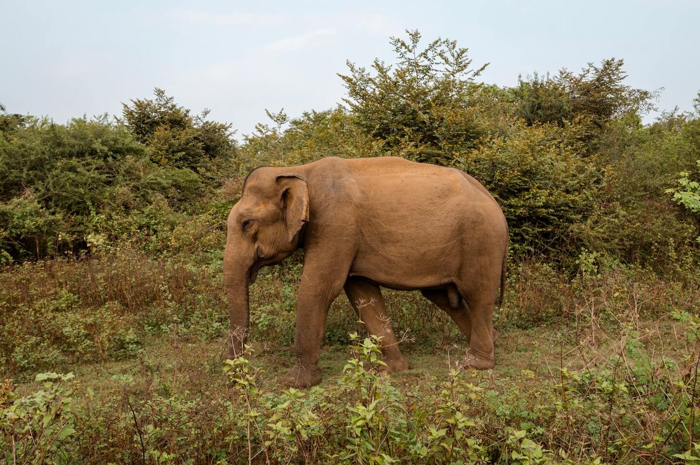 Elephant in Sri Lanka National Park.