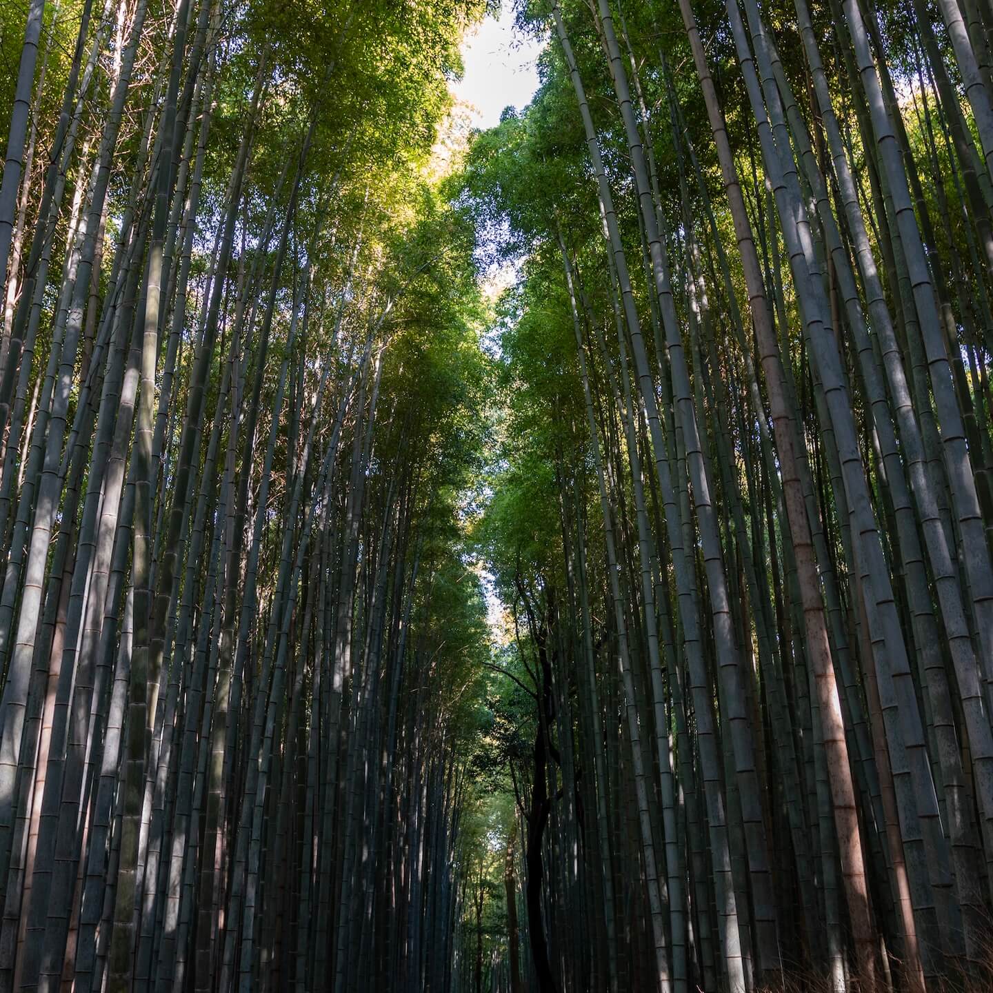 Bamboo Forest Kyoto Japan