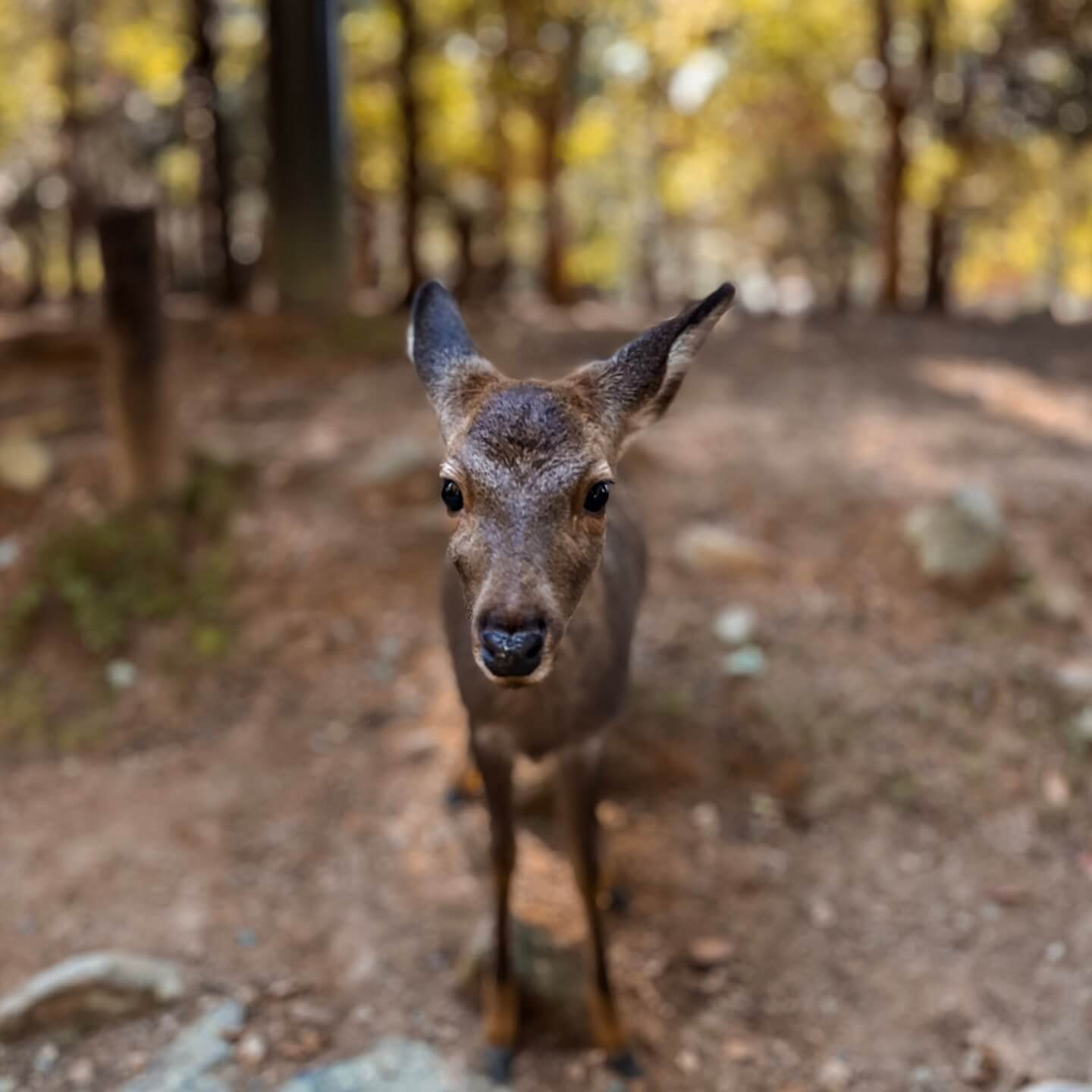 Bambi in Nara Park