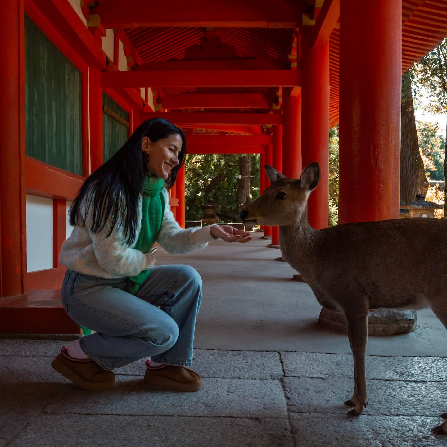 Deer fed in Nara Park Japan