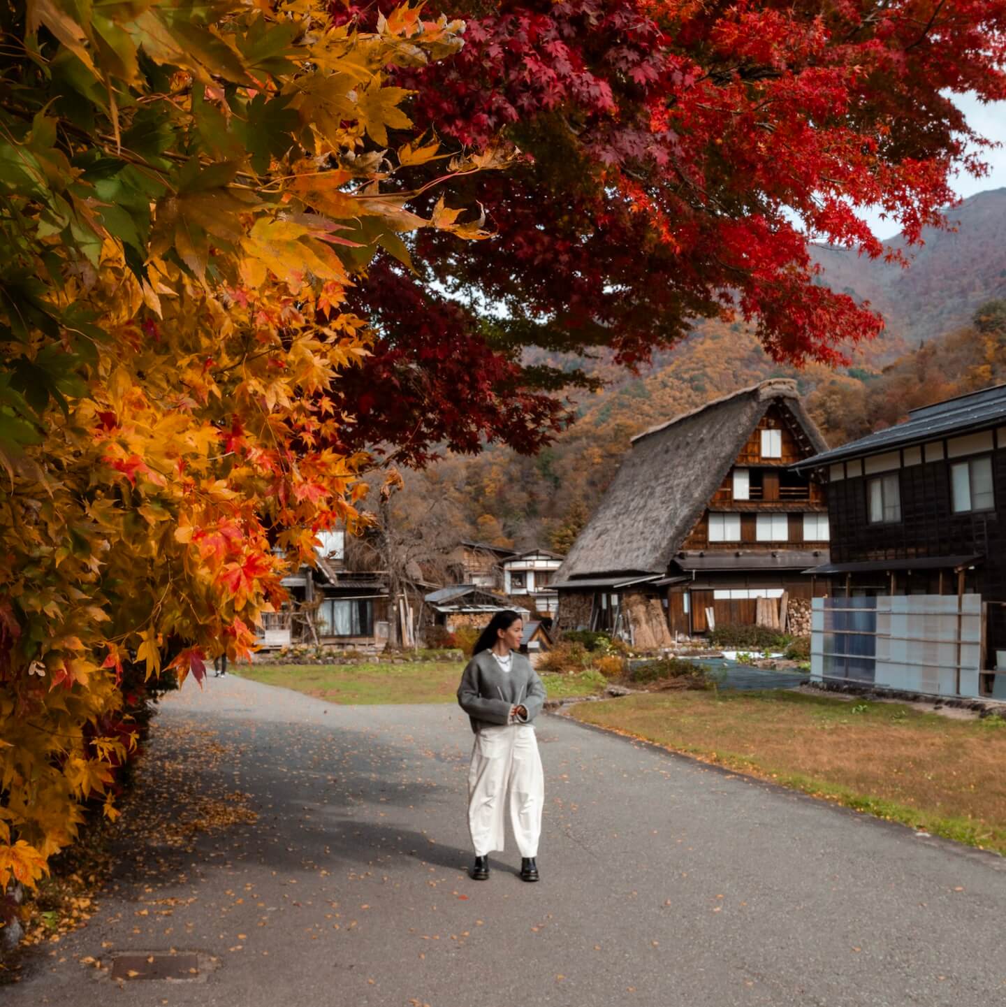 Red leaves autumn. colors Shirakawa-go Japan 