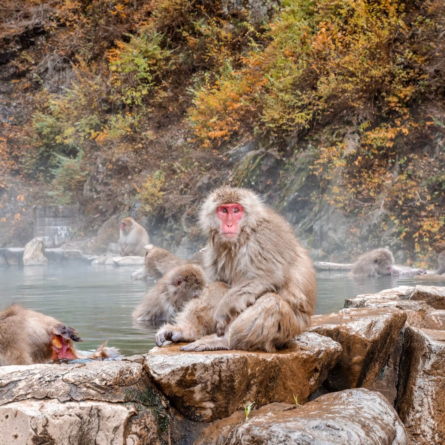 Snow Monkey Japan