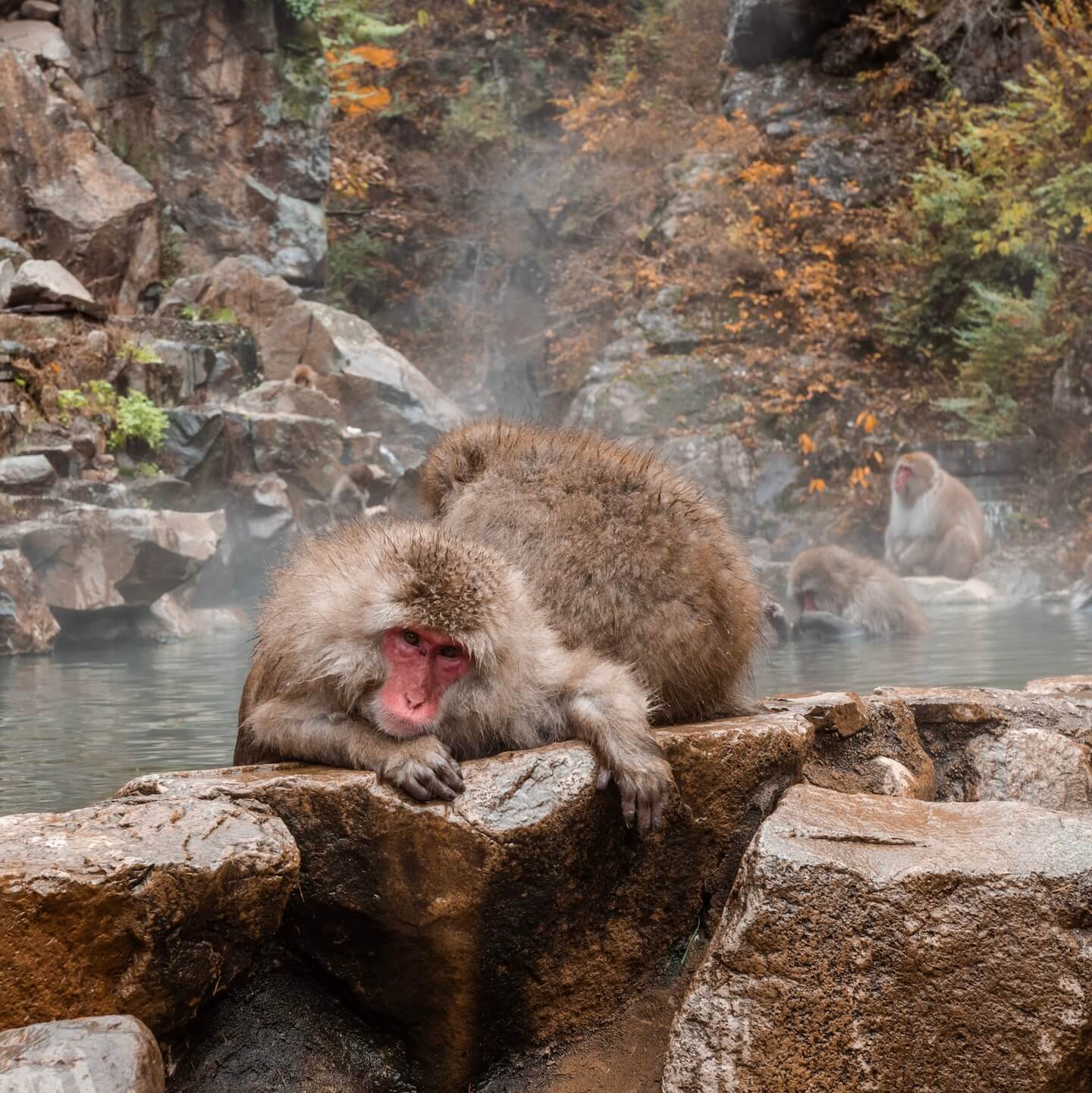 Snow Monkey Bathing