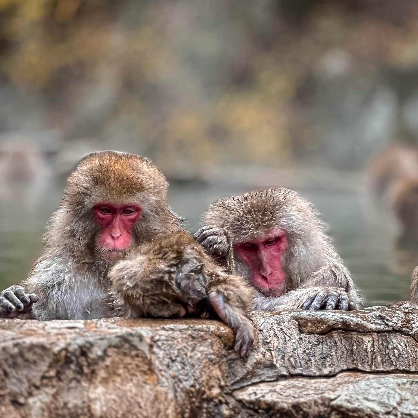 Snow Monkey Park Nagano Japan