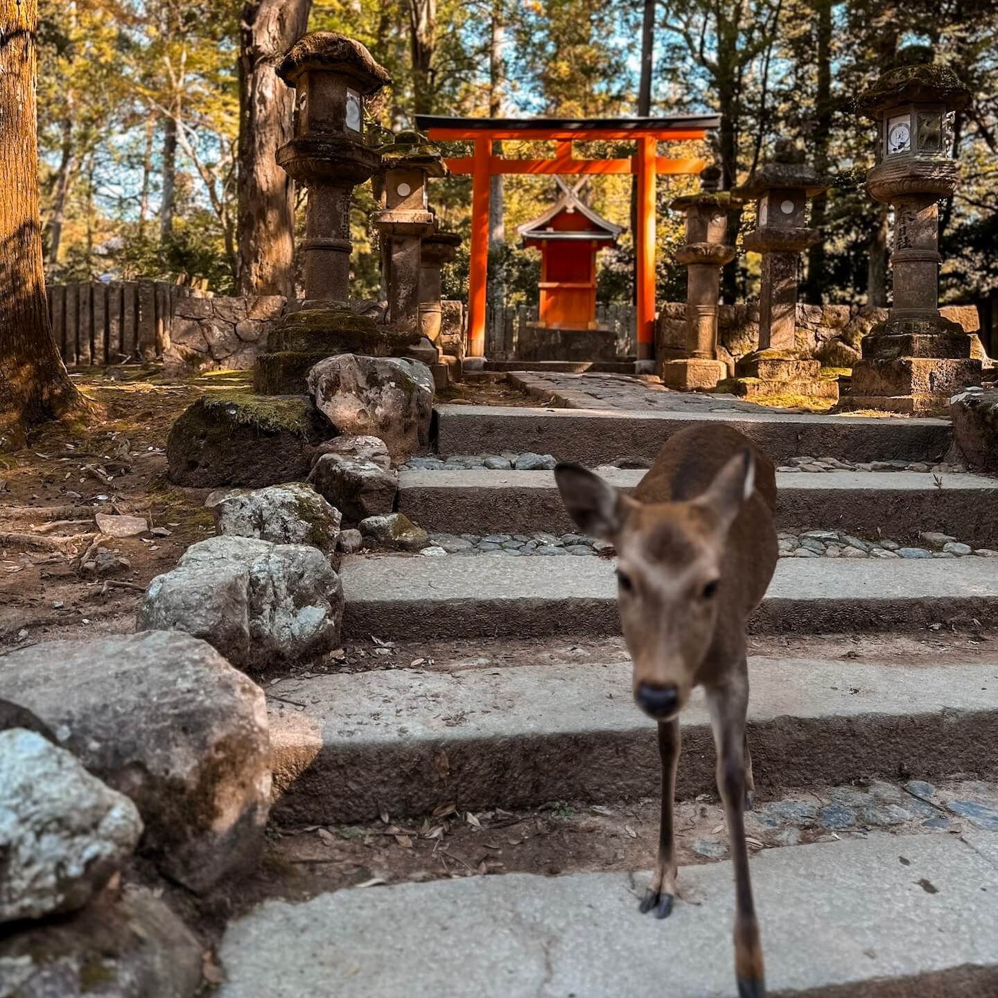 Deer in Nara Park with red shrine